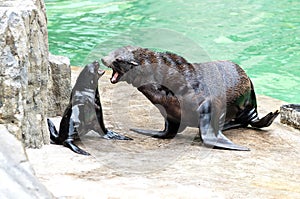 Brown fur seal